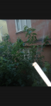 Screenshot_20200523-052745.png
