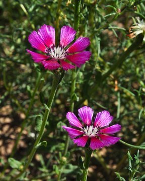 IMG_2013.jpeg